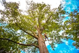 Reliable Bainbridge, GA Tree Services Solutions