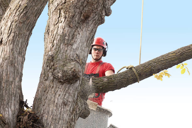 Best Tree Removal Service  in Bainbridge, GA